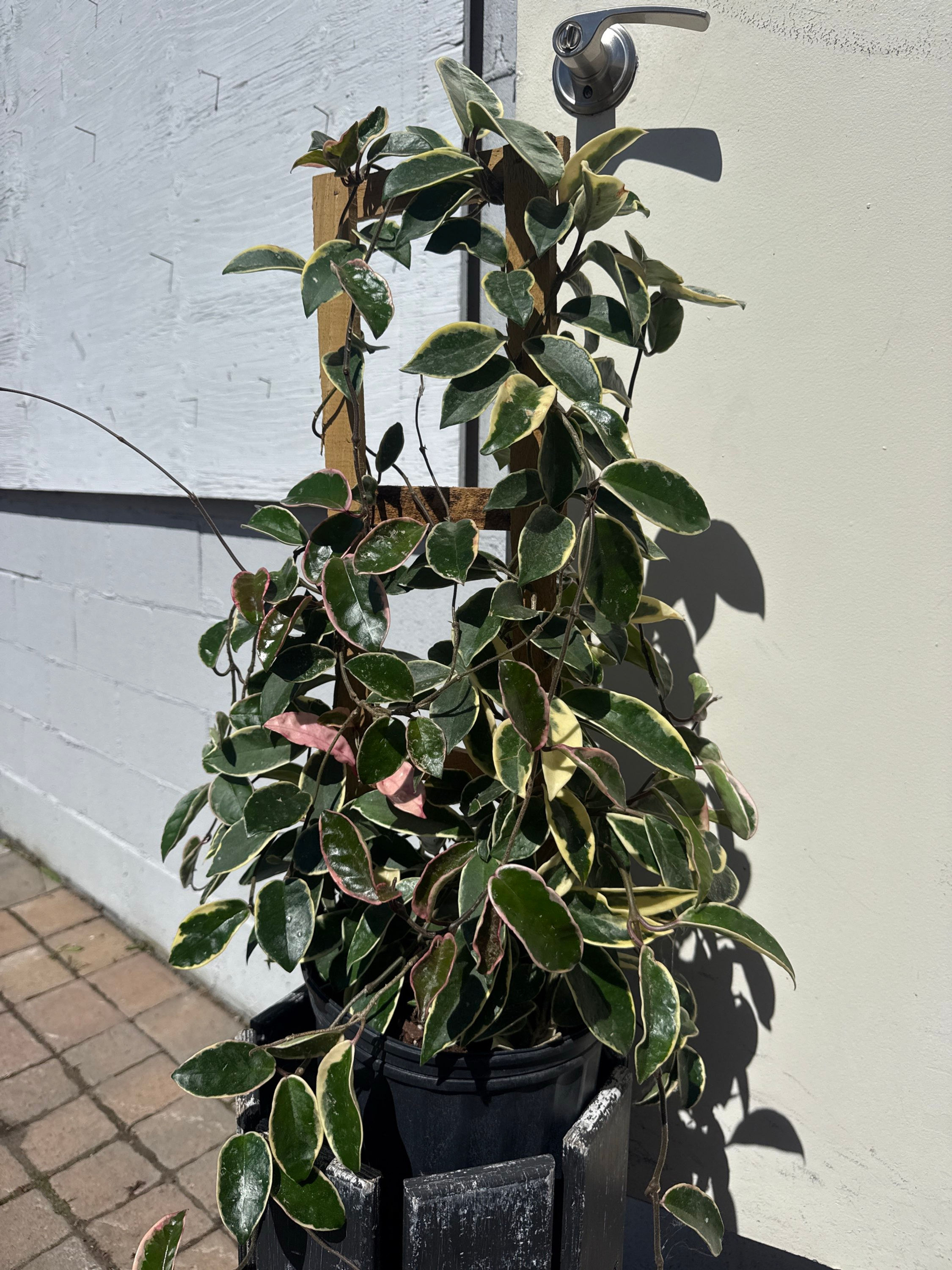 Hoya Crimson Queen 