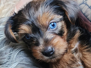 Understanding Merle Yorkies and Their Purebred Status