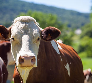 rebanho-de-vacas-produzindo-leite-para-queijo-gruyere-na-franca-na-primavera.jpg