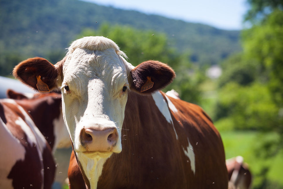 rebanho-de-vacas-produzindo-leite-para-queijo-gruyere-na-franca-na-primavera.jpg