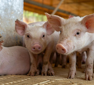 Leitões alimentação iniciação