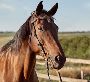 lindo-cavalo-castanho-close-up-focinho-aparencia-bonita-juba-plano-de-fundo-campo-de-atlet