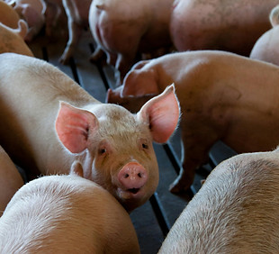 leitões alimento composto iniciação intensiva