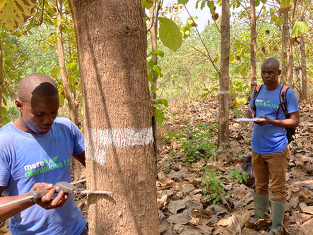 How insurance innovation could unlock billions for nature-based climate solutions