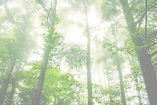 Foggy%20Forest_edited.jpg