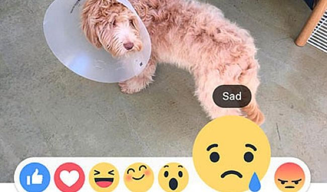 The Death of the "Like"