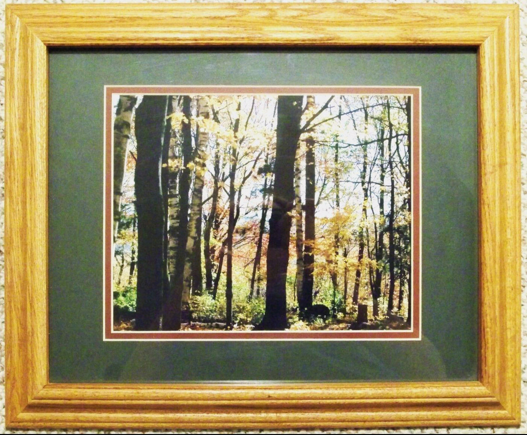 Fall Woods