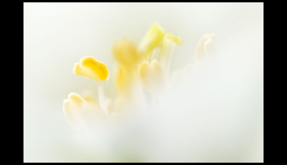 Fleur