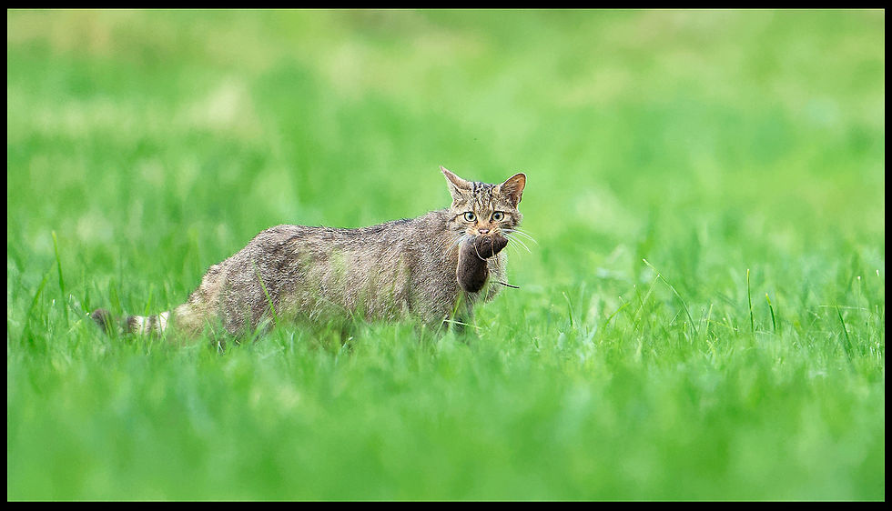 Chat sauvage