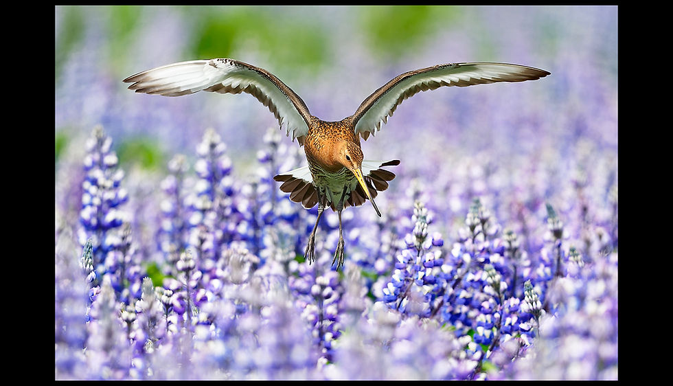 Oiseaux