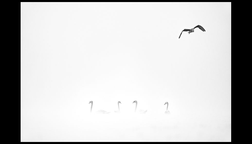 Cygnes et héron