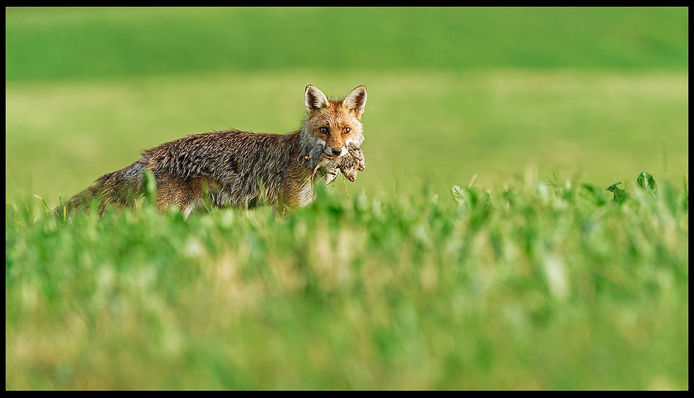Renard