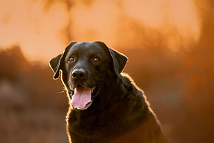 professional pet photography near me 3.jpg