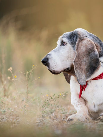 best Fallbrook pet photographer, family portraits Fallbrook, family photography near me, pet photography near me Fallbrook
