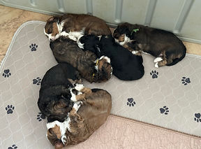 Litter2.jpg