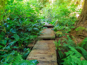 Hiking the Cascade Head Rainforest Trail