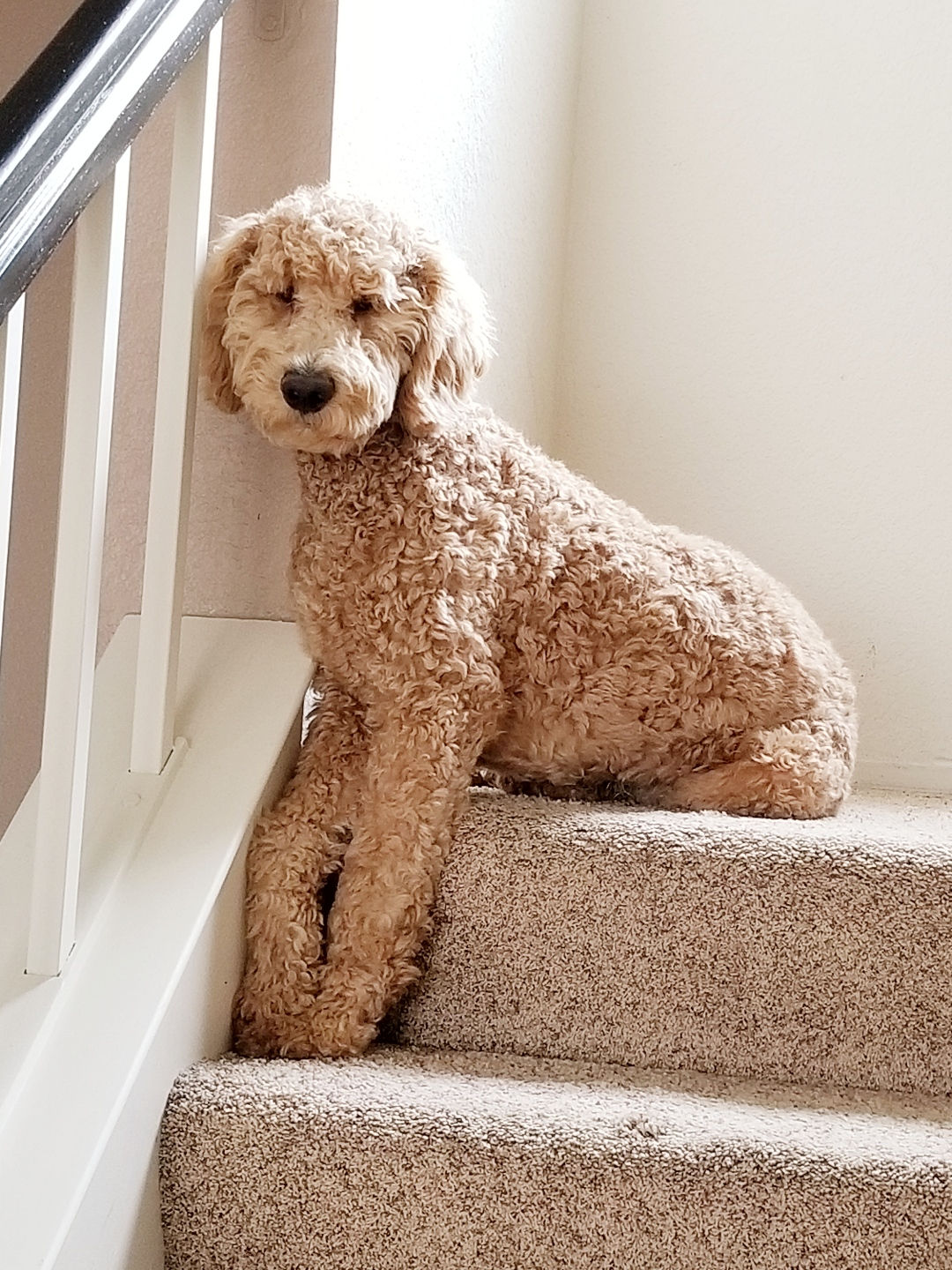 F1BB Labradoodle Puppy