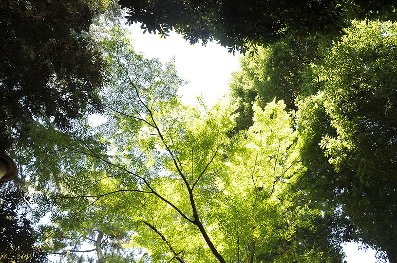 緑の木々を見上げた風景