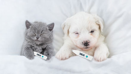 犬・猫のトータルケア