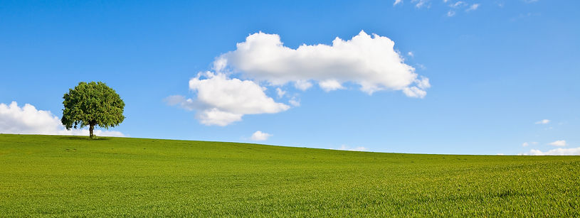 青空と緑の丘の風景に木が一本立っている