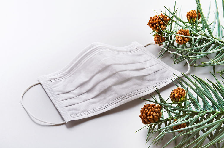 マスクと杉の木の枝