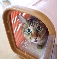 キャリーバックに入った猫
