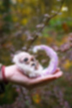 Thumbnail: Baby Pangolin