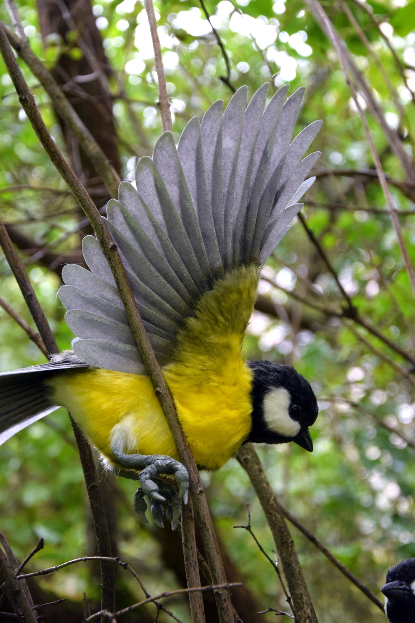 Great Tit
