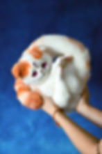 Thumbnail: One and a half Exotic Shorthair cats