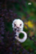 Thumbnail: Baby Pangolin