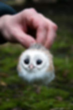 Thumbnail: Owls