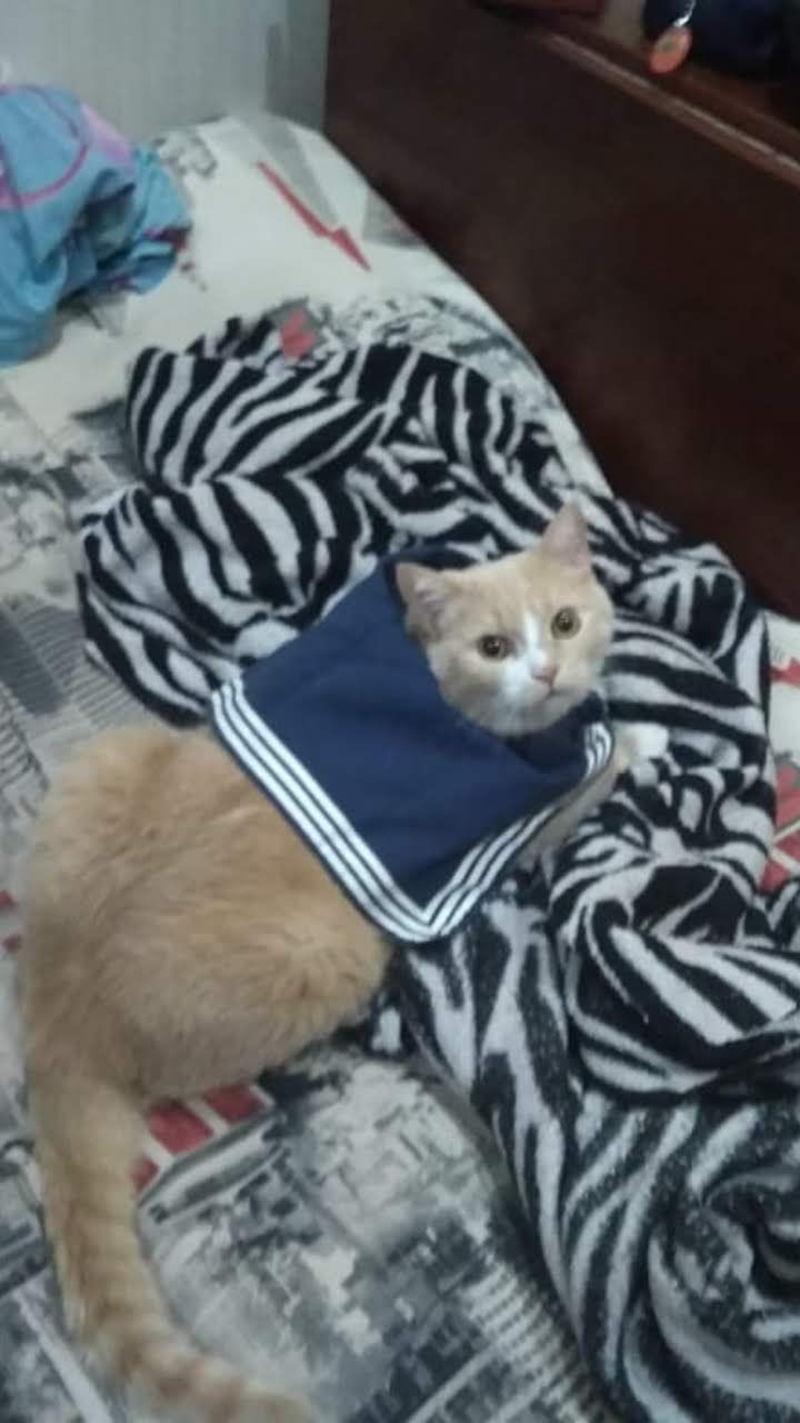Thumbnail: Custom Cat
