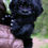 Thumbnail: Baby Gorilla