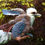 Thumbnail: Kookaburra
