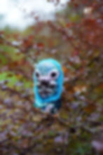 Thumbnail: Baby Pangolin