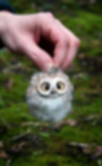 Thumbnail: Owls