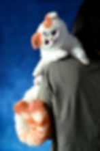 Thumbnail: One and a half Exotic Shorthair cats