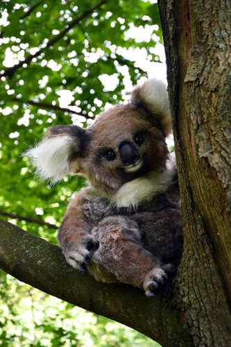 Koala | Gakman Creatures