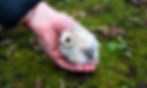 Thumbnail: Owls