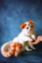 Thumbnail: One and a half Exotic Shorthair cats