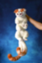 Thumbnail: One and a half Exotic Shorthair cats