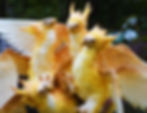 Thumbnail: Thunderbird