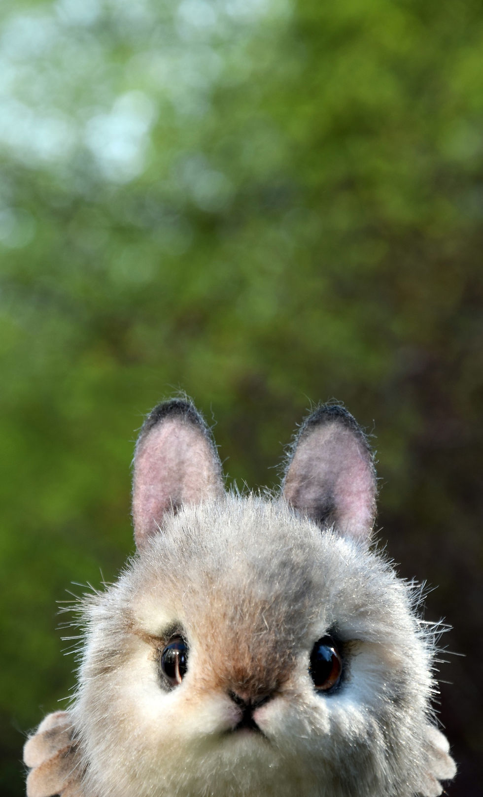 Thumbnail: Rabbit Chick