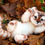 Thumbnail: Tiger Cub