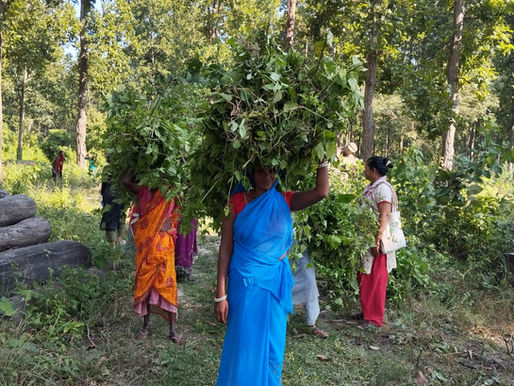 Community forest in Nepal