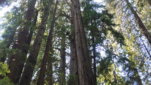 Ramsharan Joshi San Francisco Muir Redwoods