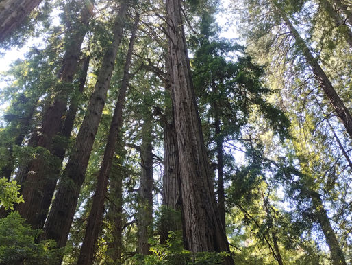 Ramsharan Joshi San Francisco Muir Redwoods