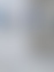 Orchids on Our Mango Tree 