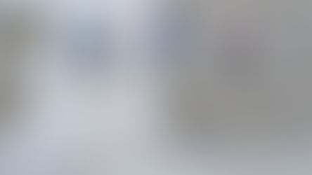 Orchids on Our Mango Tree 