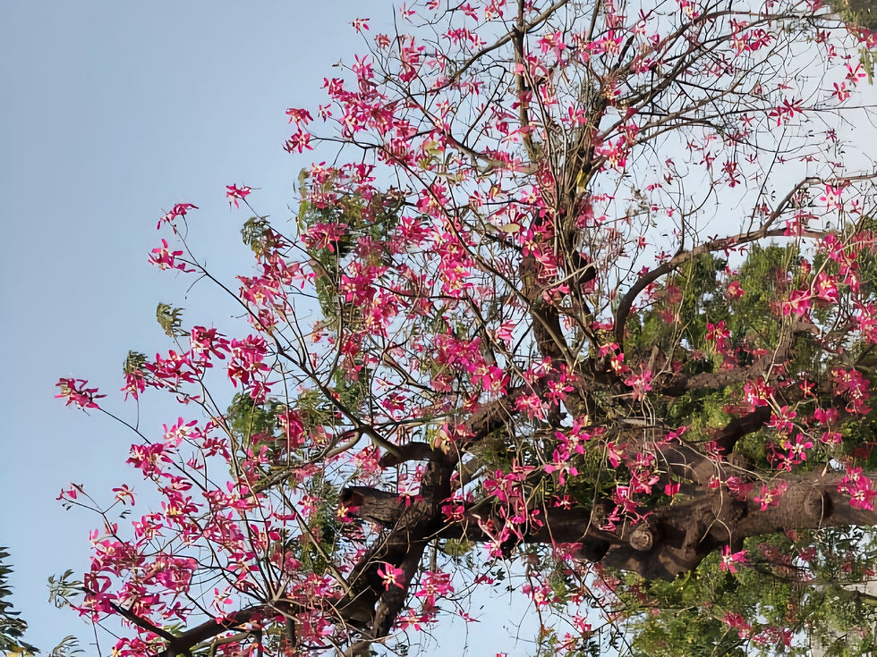 The Silk Floss, IIC, Delhi: Photo by Ratna Raman.